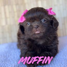 Muffin - Chocolate female Shih Tzu puppy in San Tan Valley, Arizona from My Puppy Tzu