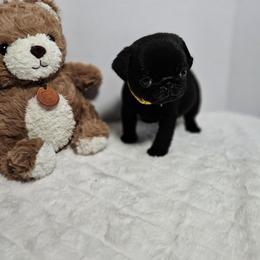 Frank - Black male Pug puppy in Vancouver, Washington from Swift Pugs