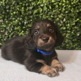 Chase - Black and cream male Dachshund puppy in Centerville, Georgia from Mel's LowRider Ranch