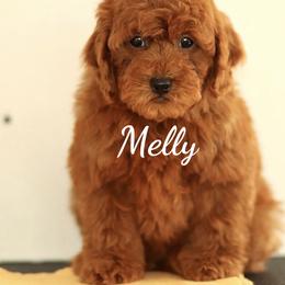 Melvin - Red  male Poodle puppy in Jersey City, New Jersey from JuVar Standard Poodles
