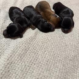 Dachshund puppies from Mighty Little Dachshunds