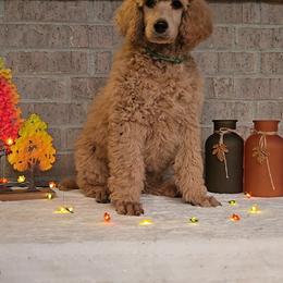 Green - Apricot male Poodle puppy in Diamond, Missouri from Evening Stars Poodles