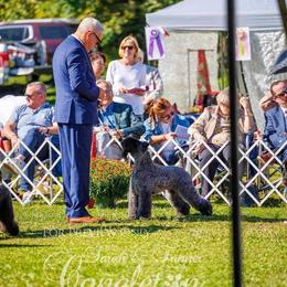 Kerry Blue Terriers from Keribou Kerry Blue Terriers