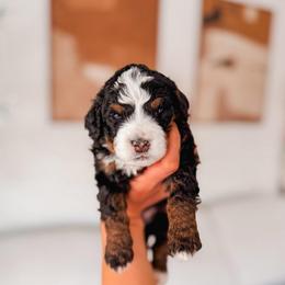 Anchor - Tri-color male Bernedoodle puppy in Cold Spring, Minnesota from A.N.A. Doodles