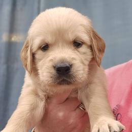 Ms. Lime Green - Golden female Golden Retriever puppy in Mocksville, North Carolina from Hunting Creek Kennels & Farm