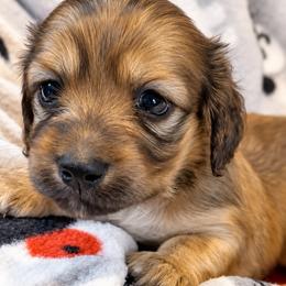 Lily - Cream female Dachshund puppy in Vanceburg, Kentucky from Hearts of Faith Long-Haired Dachshunds