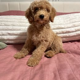 Garcia - Apricot male Goldendoodle puppy in Calhoun, Georgia from Happy Top Doodles