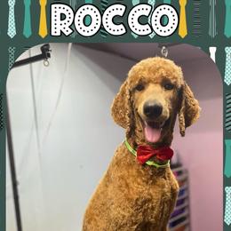 Rocco - Poodle