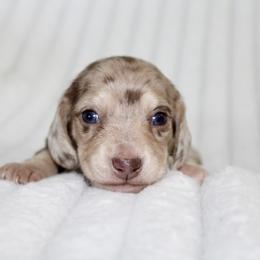 Tatiana - Dapple female Dachshund puppy in Fairfax, Iowa from Grayson’s Lovable Dachshunds