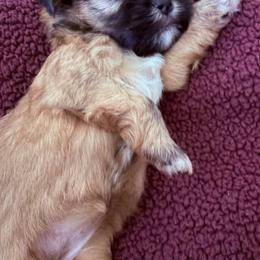 Girl 2 - Brindle female Shih Tzu puppy in Florida from Shih tzus and Shorkies Galore