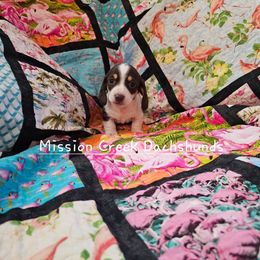 Boy 1 - Piebald Dachshund puppy in Winchester, Idaho from Mission Creek Dachshunds