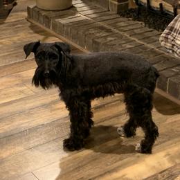 Sadie - Miniature Schnauzer