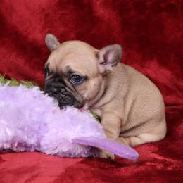 Bagel - Fawn and white male French Bulldog puppy in Madison, Alabama from Moss Bulldog's Home