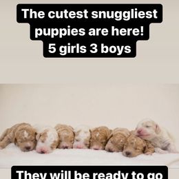 Goldendoodle Puppies from Pond Town Pups