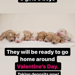 Goldendoodle Puppies from Pond Town Pups