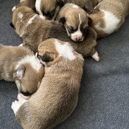 Pembroke Welsh Corgi Puppies from Timberside