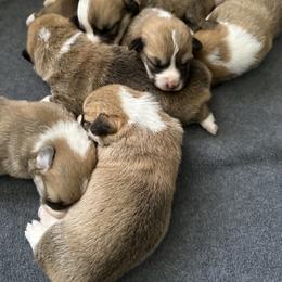 Pembroke Welsh Corgi Puppies from Timberside