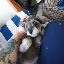 Miniature Schnauzer Puppies from Kelly's Mini Schnauzers