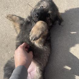 German Shepherd Puppies from Fancy GSDs