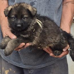 Mint Boy 2 - Sable male German Shepherd puppy in Lake George, Colorado from High Country German Shepherds