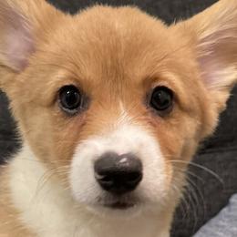 Green Collar - Red Pembroke Welsh Corgi puppy in Tehachapi, California from Mighty Corgis