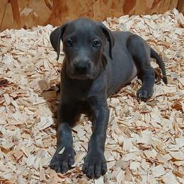 Arista - Merle female Great Dane puppy in Marshall, Michigan from Dream K9