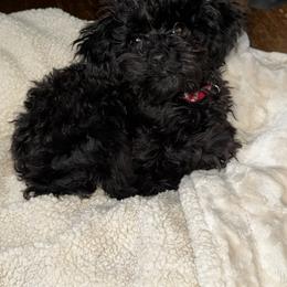 Poodle Puppies from Singing Sands Poodles