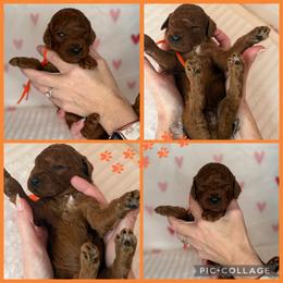 Danny - Red  male Poodle puppy in Mount Vernon, Illinois from AMC Poodles