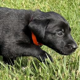 Ramparts of Lucca - Black male Labrador Retriever puppy in Richmond, Maine from King K9 Academy