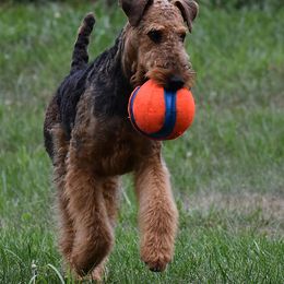 Airedale Terriers and Russell Terriers from Meadowaire Terriers