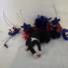 Boy 4 - Black tri-color male Australian Shepherd puppy in Lakeland, Florida from Diamond P Australian Shepherds