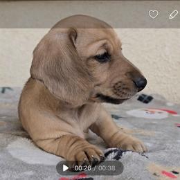 Ruffy (AKC REGISTRATION) - Cream male Dachshund puppy in Beaumont, California from Santa Rita Doxies