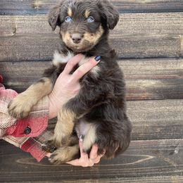 Aussiedoodle and Goldendoodle Puppies from Utah Faith Doodles