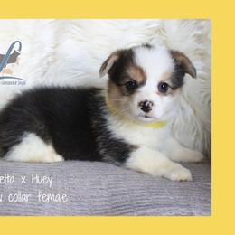 Yellow Female - Black and tan female Pembroke Welsh Corgi puppy in Wayne City, Illinois from Lash Livestock & Corgis