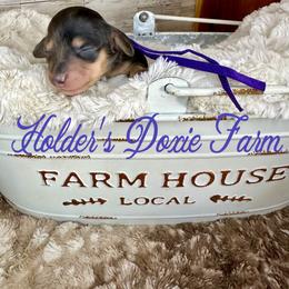 Maggie - Dapple female Dachshund puppy in Atwood, Oklahoma from Holder’s Doxie Farm