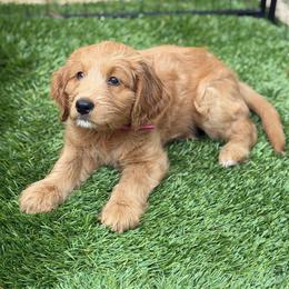 Prada - Apricot female Goldendoodle puppy in Las Vegas, Nevada from Puppies of the West