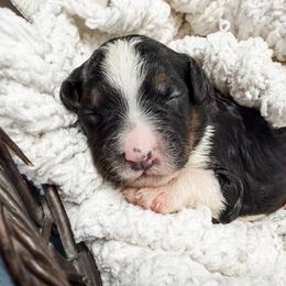 Light Blue - Tri-color female Bernedoodle puppy in Marne, Michigan from MI Doodles