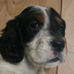 Josie 3 - Blue belton and tan (tri-color) female English Setter puppy in Morrice, Michigan from Wild Bird Setters