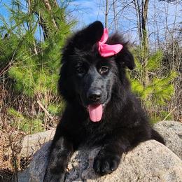 Sadie - Black female German Shepherd puppy in White Cloud, Michigan from Von WestLynn German Shepherds
