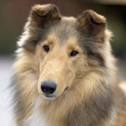 Fern - Collie