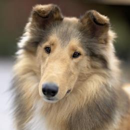 Fern - Collie