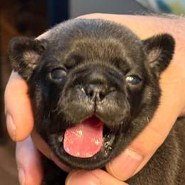 Green and blue - Silver male Pug puppy in Salem, Oregon from Loda's Pugs