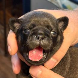 Green and blue - Silver male Pug puppy in Salem, Oregon from Loda's Pugs