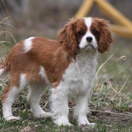 Cavalier King Charles Spaniels from Mandaryn Cavaliers and French Bulldogs