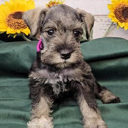 Cheerio - Salt and pepper female Miniature Schnauzer puppy in Coarsegold, California from Halo Schnauzer