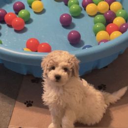 Goldendoodle, Maltipoo, and Poodle Puppies from Winchester Hills Poodles and Doodles