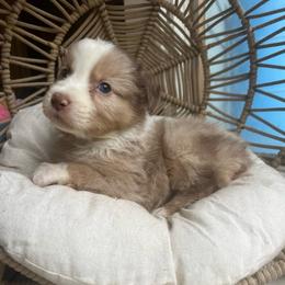 Muffin - Red merle male Australian Shepherd puppy in Grants Pass, Oregon from Carmel Mountain Aussies