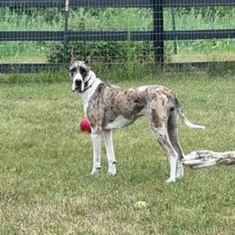 Laney - Great Dane