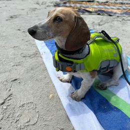 Dachshund All Grown Up from Oakleys Dachshund Haven