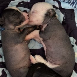 Chinese Crested Puppies from Naked & Puffs